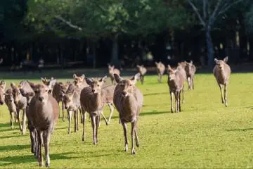 Deer calling in Nara