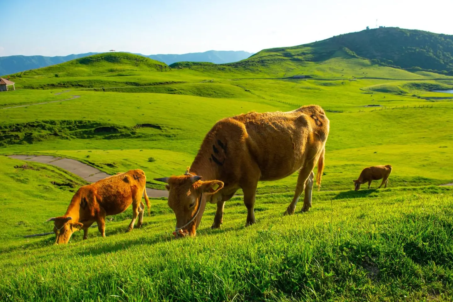 Aso cows