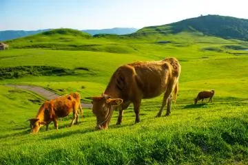 Aso cows