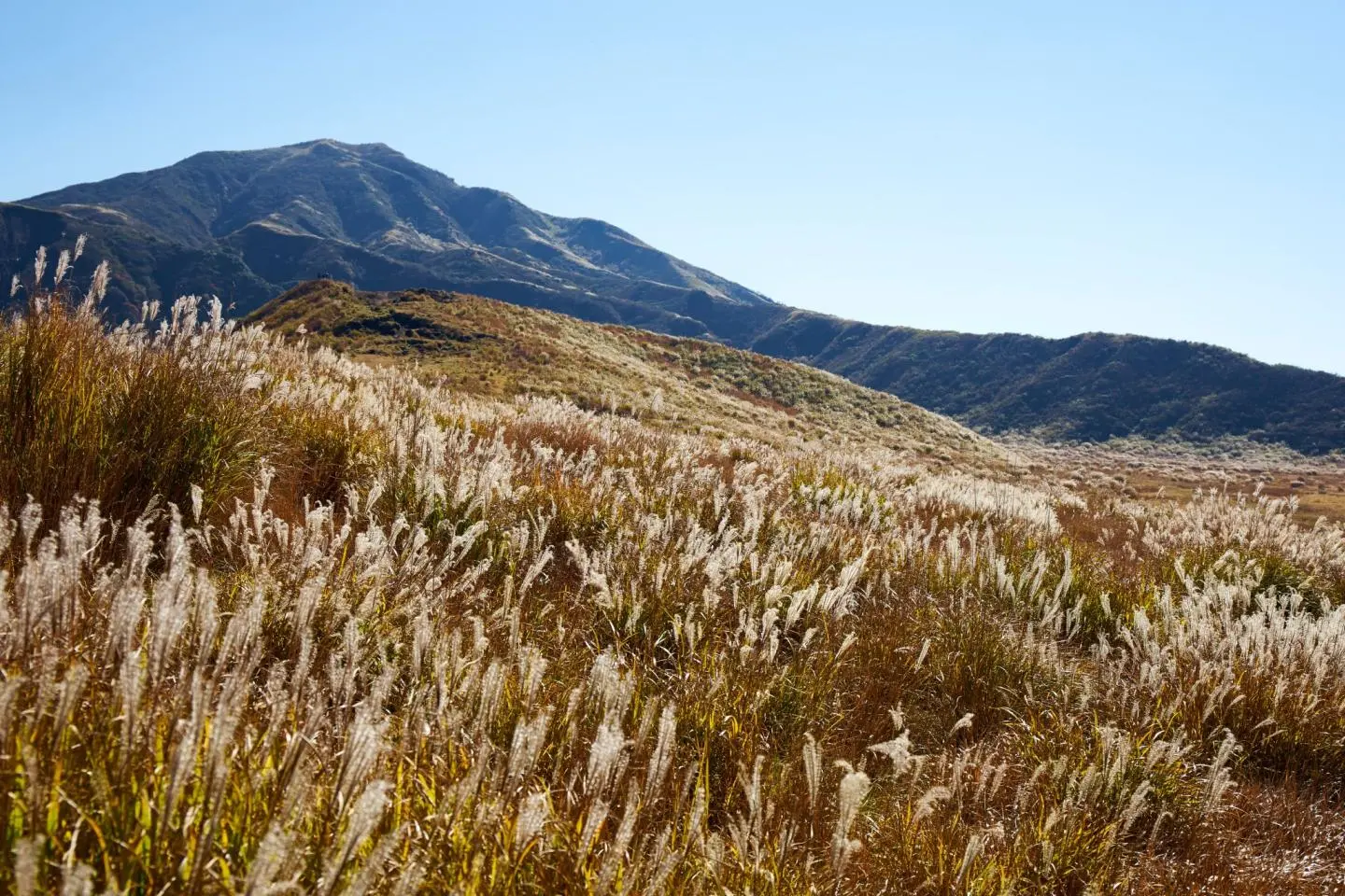 Kusasenrigahama’s pampas grass