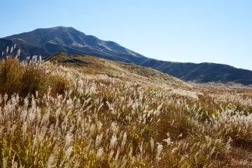 Kusasenrigahama’s pampas grass
