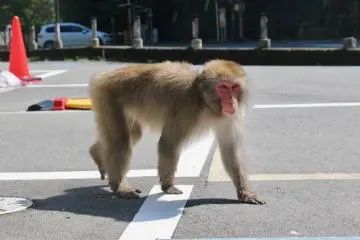 A monkey! A Japanese macaque, and we got this close!