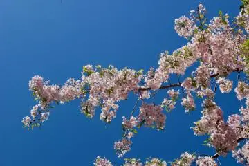 Yaezakura against the blue sky