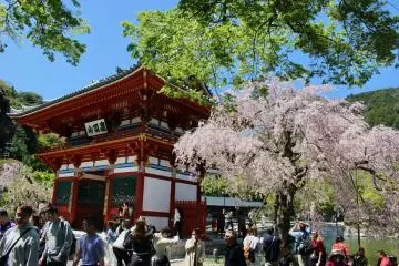 Katsuoji's main gate with sakura