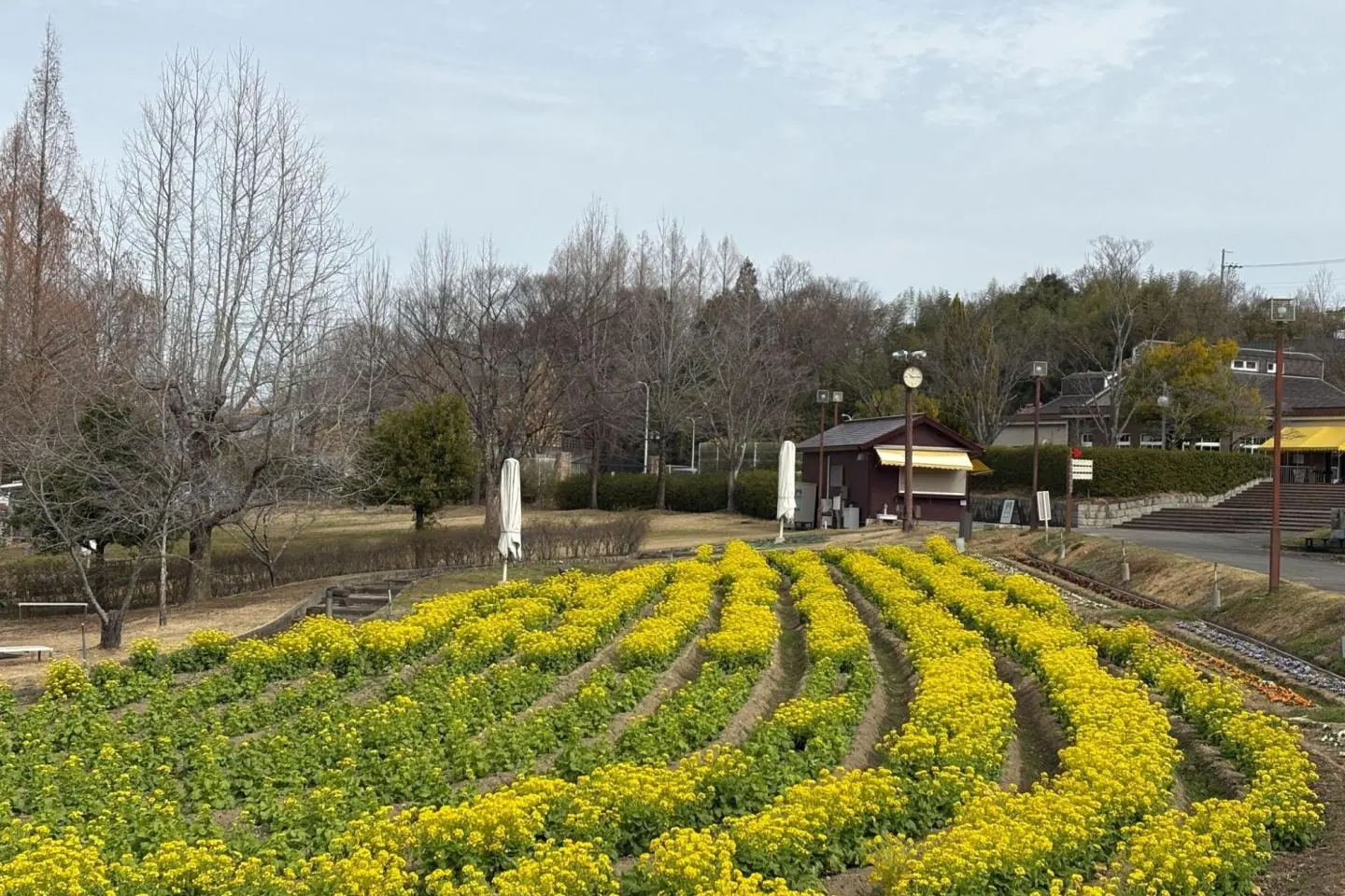 Tomitabayashi Savor Farm Spring - Rapeseed Flower Field