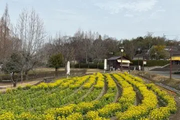 Tomitabayashi Savor Farm Spring - Rapeseed Flower Field