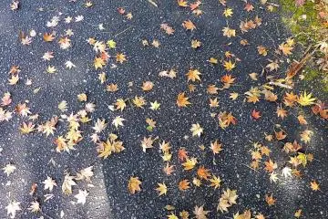 Colorful leaves on the road