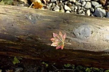Freshly fallen leaf