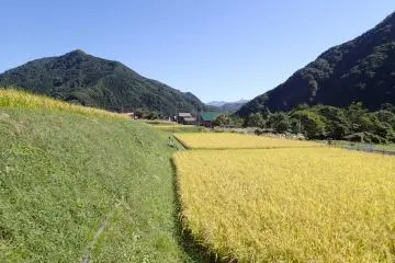 นาข้าวในฤดูร้อน