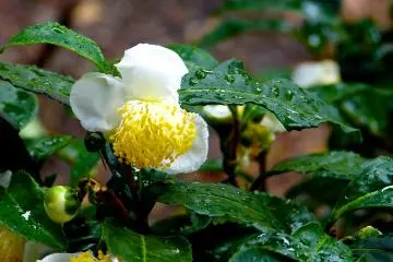 Rainy day, and beautiful flowers