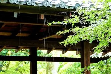 Rain drops