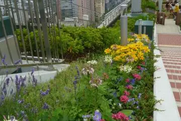 Flowers in Sky Farm