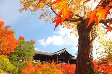 來京都賞楓絕不能忘記東福寺通天橋美景
