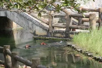 <p>Five long haired dobsons swimming in the pond at the Yara Castle Site</p>