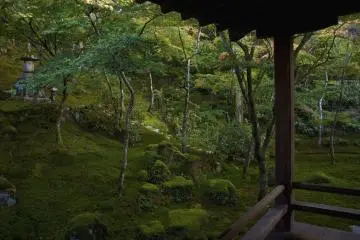 <p>En muchos de estos jardines Zen, el musgo es usado como cubierta para crear "tierra" repleta de bosques.</p>