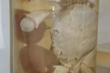 Diseased crab
