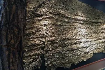 The Satohama shell mound was designated an important cultural property in 2000. Inside this encrsted piece of history lie hundreds of years of bones, shells, earthware, and stone.