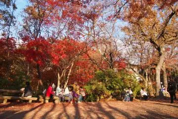Momiji were in their full fall glory at the Momiji-dai or Momiji Terrace.