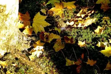 <p>Scattered leaves on a moss carpet</p>
