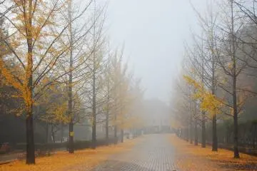 The mist covers the gingko trees