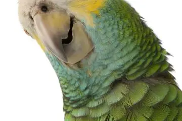 My friend Pepe (Photo: <a href="http://www.shutterstock.com" target="_blank" rel="noreferrer noopener nofollow">Shutterstock</a>)