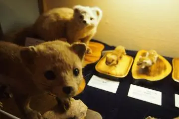 Small mammals in Shiretoko.