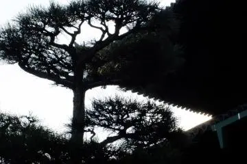 Pine and roof silhouette