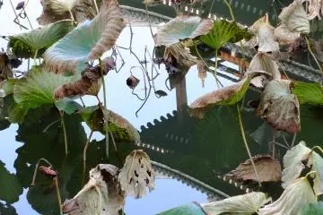 Reflection of the gate in lotus pond. Come in late July-early August to see these beautiful lotus in full bloom