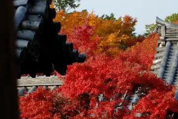 There are many beautiful combinations here of dark tiled roofs and lovely red maple