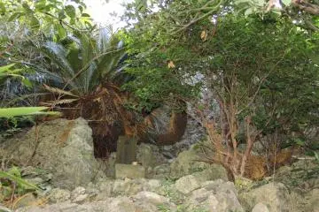 Look around for many of the small shrines at the Agena Castle Ruins