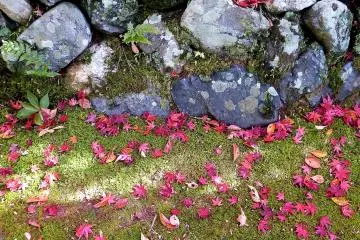 Scarlet maple