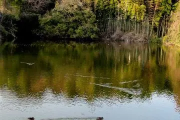 The pond at the entrance