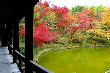 Splendid autumn leaves over a pond