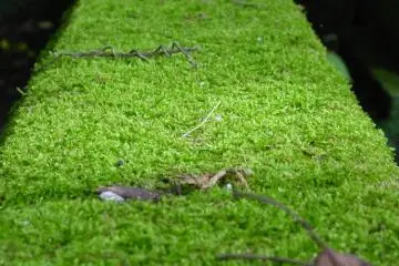 The right side of the temple grounds has some very old gravestones, moss covered walls and statues.