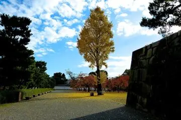 <p>Ginkgo tree in the plum tree garden</p>