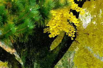 <p>Pine needles and gingko leaves</p>