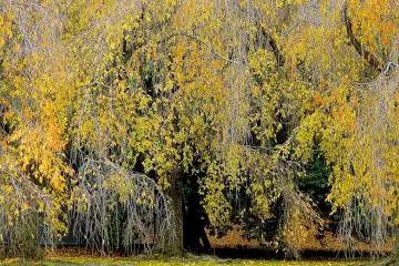 <p>Autumn leaves of a weeping cherry</p>