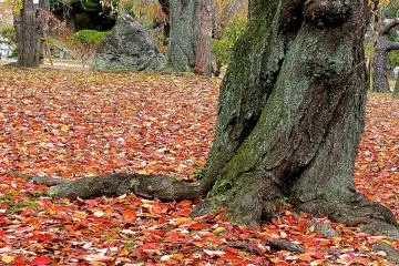 <p>Red carpet in autumn</p>