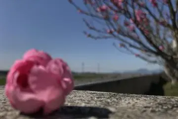 The fragrance of the pink plum blossoms fill the spring air, bringing colour and hope after a long dark winter
