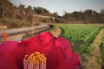 Mifune is the agricultural heartland of Kumamoto