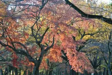 <p>Late Autumn in the park...Cherry&nbsp;blossom season is also beautiful here</p>