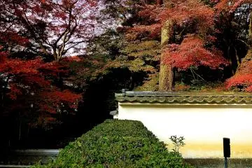 ใบไม้สีแดงที่วัดเรียวงิน-อัน