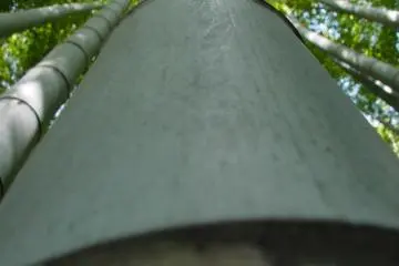 You are so close to these magnificent trees that you can actually reach out and touch them