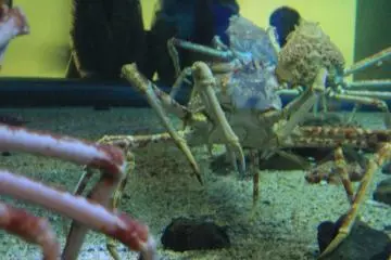 Giant Spider Crabs