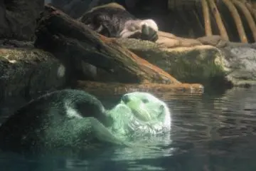 Sea Otter