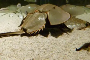 Japanese "Kabutogani" Horseshoe Crab