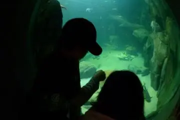 Viewing the tanks