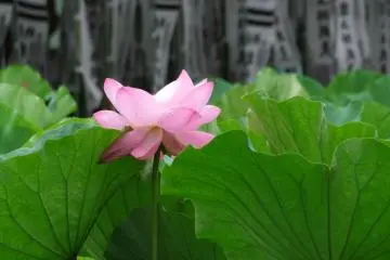<p>สระบัวกับป้ายศาลเจ้าสีขาวเป็นฉากหลัง</p>