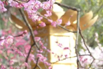 Spring at Kitano Tenman-gu, Kyoto