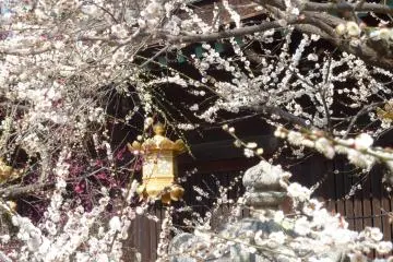 <p>The plum blossom festival is also a festival of colours</p>
